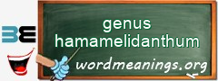 WordMeaning blackboard for genus hamamelidanthum